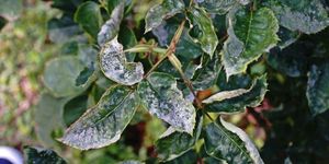 uploads/images/disease/Powdery mildew  of rose.jpg
